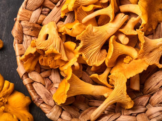 Frische Pfifferlinge